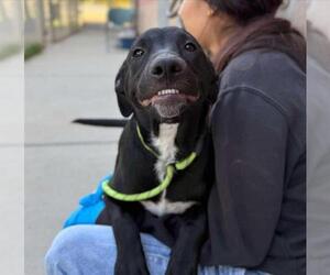 Mutt Dogs for adoption in Modesto, CA, USA