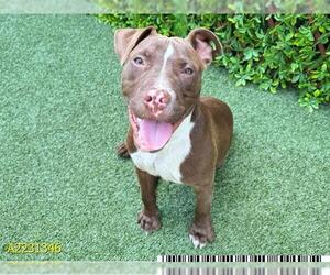American Pit Bull Terrier Dogs for adoption in West Palm Beach, FL, USA