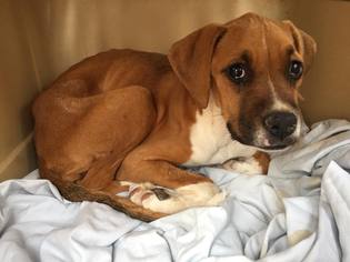Boxador Dogs for adoption in Phoenix , AZ, USA