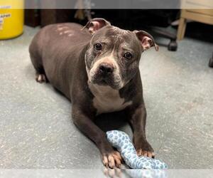American Pit Bull Terrier Dogs for adoption in St. Cloud, FL, USA