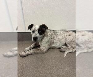 Mutt Dogs for adoption in HESPERIA, CA, USA