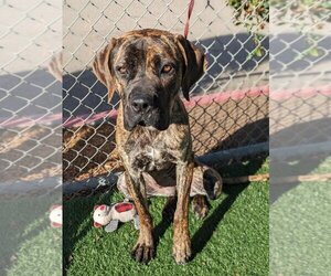 Mastiff Dogs for adoption in Oceanside, CA, USA