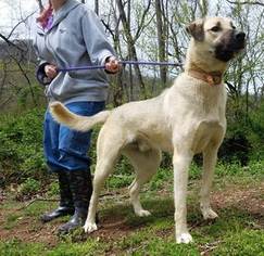 Anatolian Shepherd Dogs for adoption in Lovingston, VA, USA