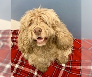 Cocker Spaniel Dogs for adoption in Pampa, TX, USA