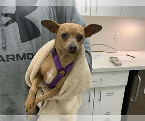 Chihuahua Dogs for adoption in Berkeley , CA, USA