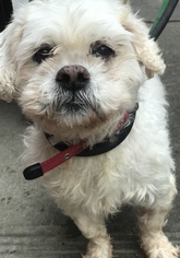 Maltipoo Dogs for adoption in Akron, OH, USA