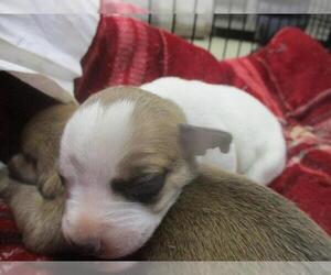 American Pit Bull Terrier-Unknown Mix Dogs for adoption in Oklahoma City, OK, USA