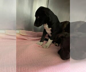 American Staffordshire Terrier-Unknown Mix Dogs for adoption in Waco, TX, USA