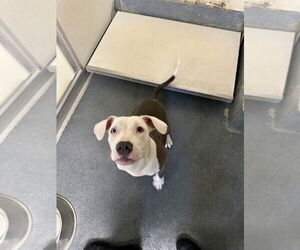 American Pit Bull Terrier Dogs for adoption in Glen Allen, VA, USA