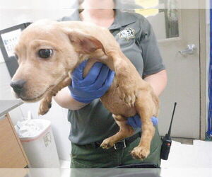 Australian Shepherd-Unknown Mix Dogs for adoption in Oroville, CA, USA