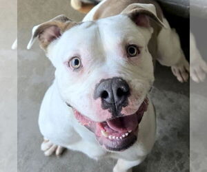 American Pit Bull Terrier-Unknown Mix Dogs for adoption in Jefferson, WI, USA