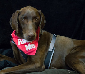 Weimaraner Dogs for adoption in Phelan, CA, USA