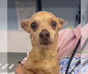 Chihuahua-Unknown Mix Dogs for adoption in Washington, DC, USA
