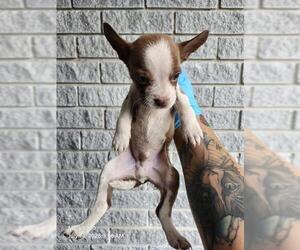 American Staffordshire Terrier-Unknown Mix Dogs for adoption in San Antonio, TX, USA