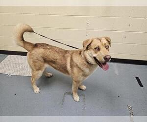 Anatolian Shepherd-Unknown Mix Dogs for adoption in Denver, CO, USA