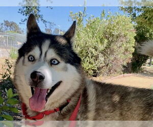 Siberian Husky Dogs for adoption in Martinez, CA, USA