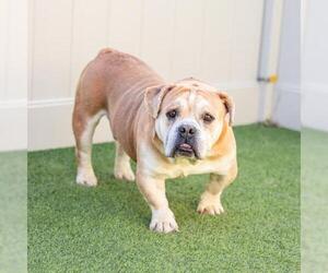 Bulldog Dogs for adoption in Camarillo, CA, USA