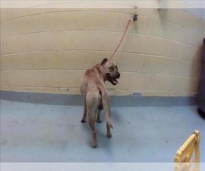 Mutt Dogs for adoption in Tulsa, OK, USA