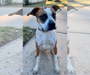 Boxer-Unknown Mix Dogs for adoption in Euless, TX, USA
