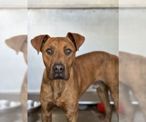 German Shepherd Dog-Unknown Mix Dogs for adoption in San Bernardino, CA, USA