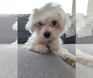 Maltese Dogs for adoption in Bellevue, WA, USA