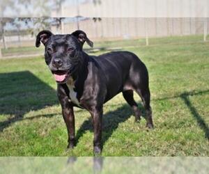 American Staffordshire Terrier Dogs for adoption in Modesto, CA, USA