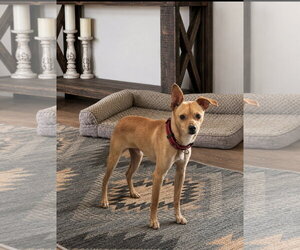 Chihuahua-Unknown Mix Dogs for adoption in Polson, MT, USA