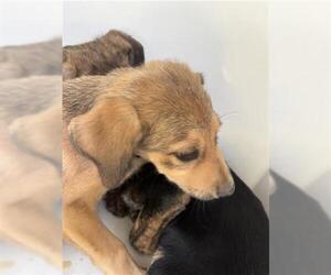 German Shepherd Dog-Unknown Mix Dogs for adoption in Houston, TX, USA