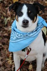 Jack-Rat Terrier Dogs for adoption in River Falls, WI, USA
