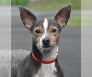 Chipin Dogs for adoption in Canfield, OH, USA