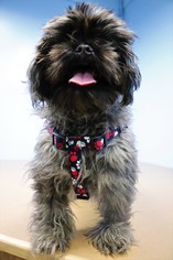 Shih Tzu Dogs for adoption in Chaska, MN, USA