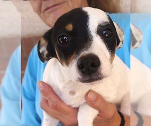 Rat Terrier Dogs for adoption in Carrollton, TX, USA