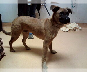 Medium Photo #2 German Shepherd Dog-Unknown Mix Puppy For Sale in Martinez, CA, USA
