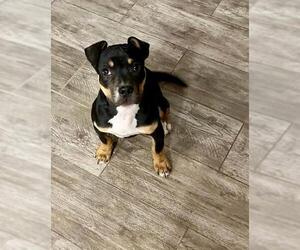 Rottweiler-Unknown Mix Dogs for adoption in Tucson, AZ, USA