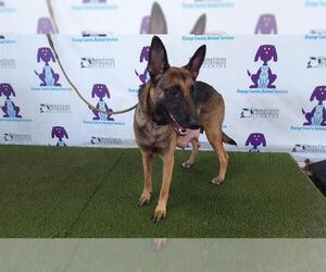 Mutt Dogs for adoption in Orlando, FL, USA