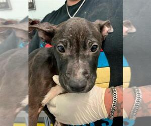 American Staffordshire Terrier-Unknown Mix Dogs for adoption in Corpus Christi, TX, USA