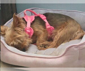 Mutt Dogs for adoption in Spring, TX, USA