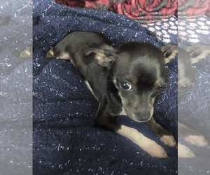 Miniature Pinscher Dogs for adoption in Redondo Beach, CA, USA