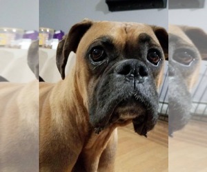 Boxer Dogs for adoption in Coventry, RI, USA