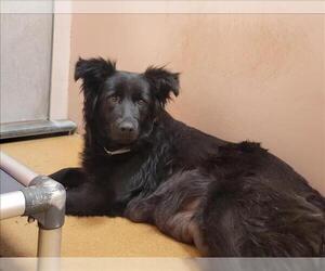 Border Collie-Unknown Mix Dogs for adoption in Martinez, CA, USA
