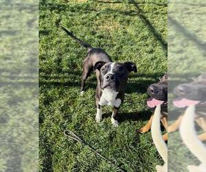 American Pit Bull Terrier Dogs for adoption in Bakersfield, CA, USA