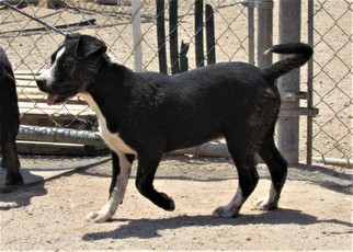 Medium Photo #1 Borador Puppy For Sale in San Tan Valley, AZ, USA