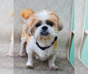Shih Tzu Dogs for adoption in Lighthouse Point, FL, USA