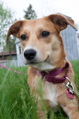 Golden Labrador Dogs for adoption in Millersville, NJ, USA