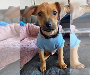Dachshund Dogs for adoption in Bullard, TX, USA