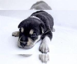 German Shepherd Dog Dogs for adoption in Houston, TX, USA