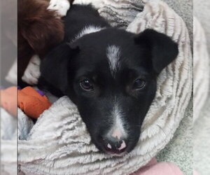 Border Collie-Unknown Mix Dogs for adoption in Alameda, CA, USA