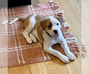 Bulloxer Dogs for adoption in Rockaway, NJ, USA