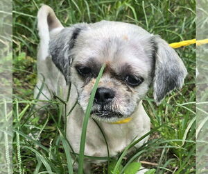 Shih Tzu-Unknown Mix Dogs for adoption in Missouri City, TX, USA