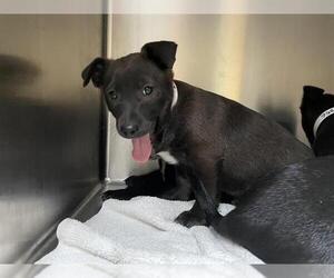 Australian Kelpie-Unknown Mix Dogs for adoption in Pasadena, CA, USA